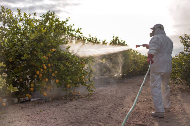 Best Pest Prevention Services  in Dewey Humboldt, AZ